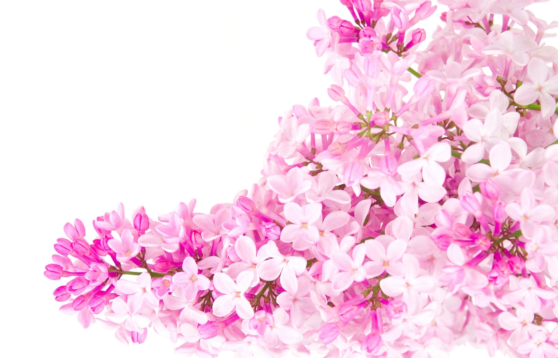 Pink-flowers.jpg